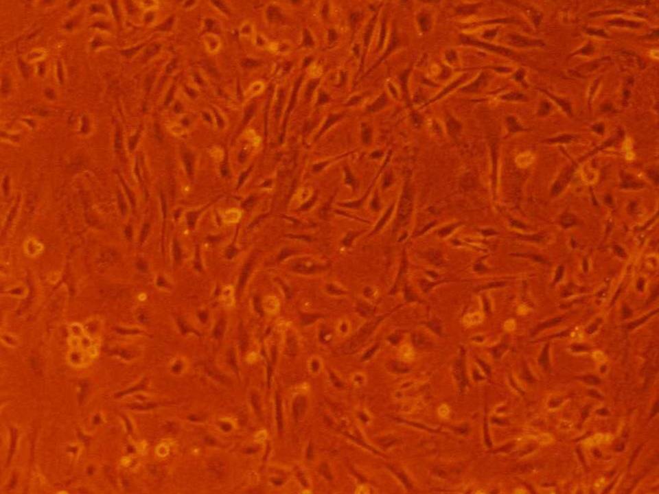 NEPA21 / ddy Mouse Endometrial Cells - Viability 60 per cent